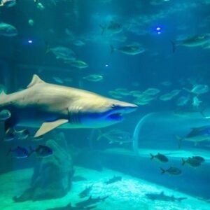 AquaRio - Ingresso Adulto
